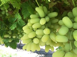 IMG_0257